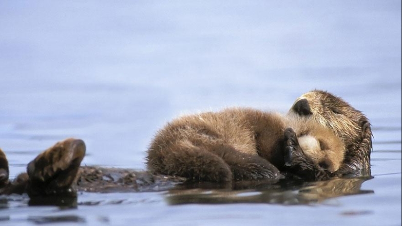 Estos animales te enseñarán a ser buenos padres