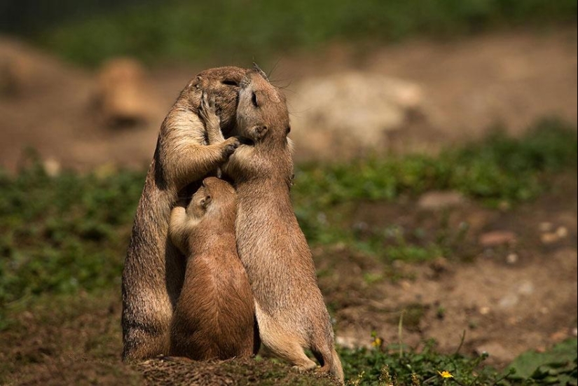 Estos animales te enseñarán a ser buenos padres