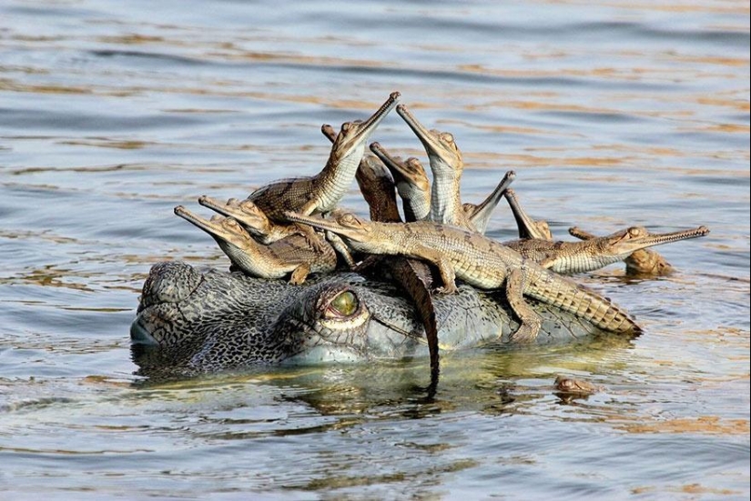 Estos animales te enseñarán a ser buenos padres