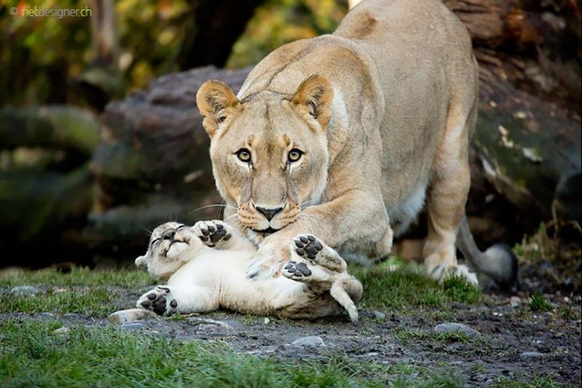 Estos animales te enseñarán a ser buenos padres