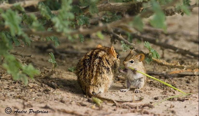 Estos animales te enseñarán a ser buenos padres