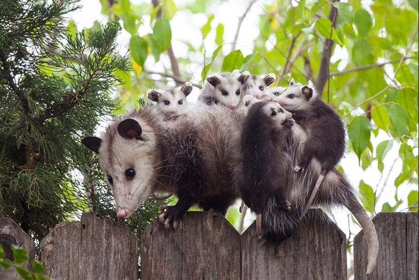 Estos animales te enseñarán a ser buenos padres