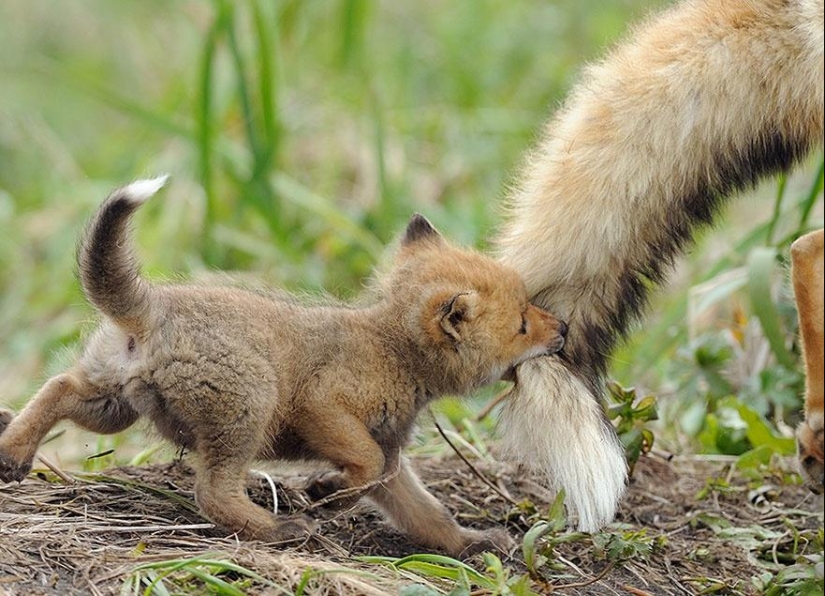 Estos animales te enseñarán a ser buenos padres