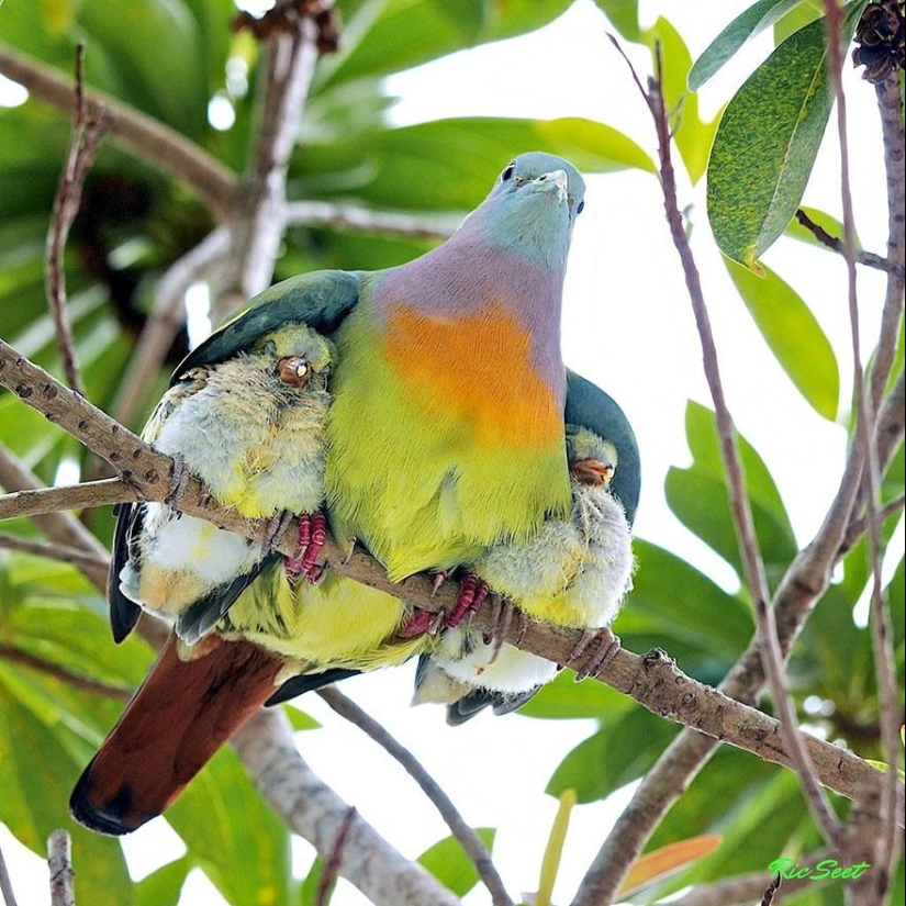 Estos animales te enseñarán a ser buenos padres