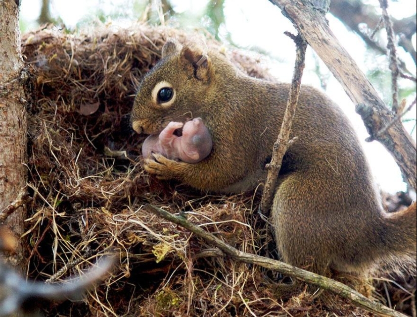 Estos animales te enseñarán a ser buenos padres