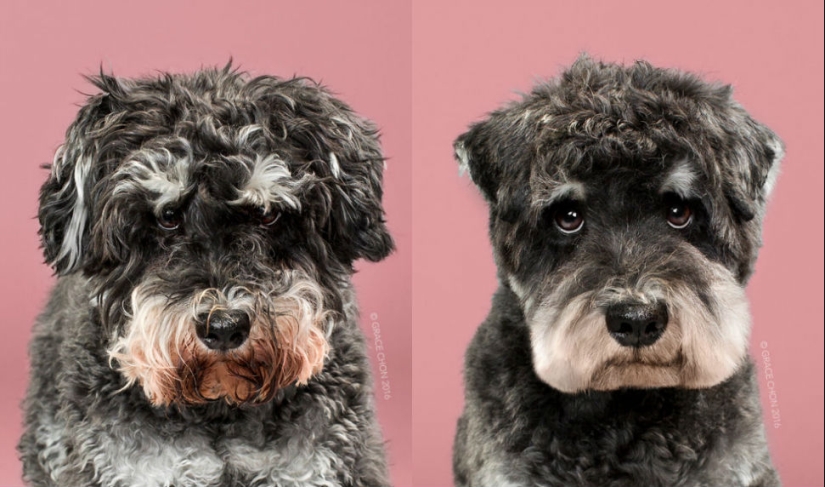 ¡Estos perros de moda quedan simplemente irreconocibles después de un corte de pelo!