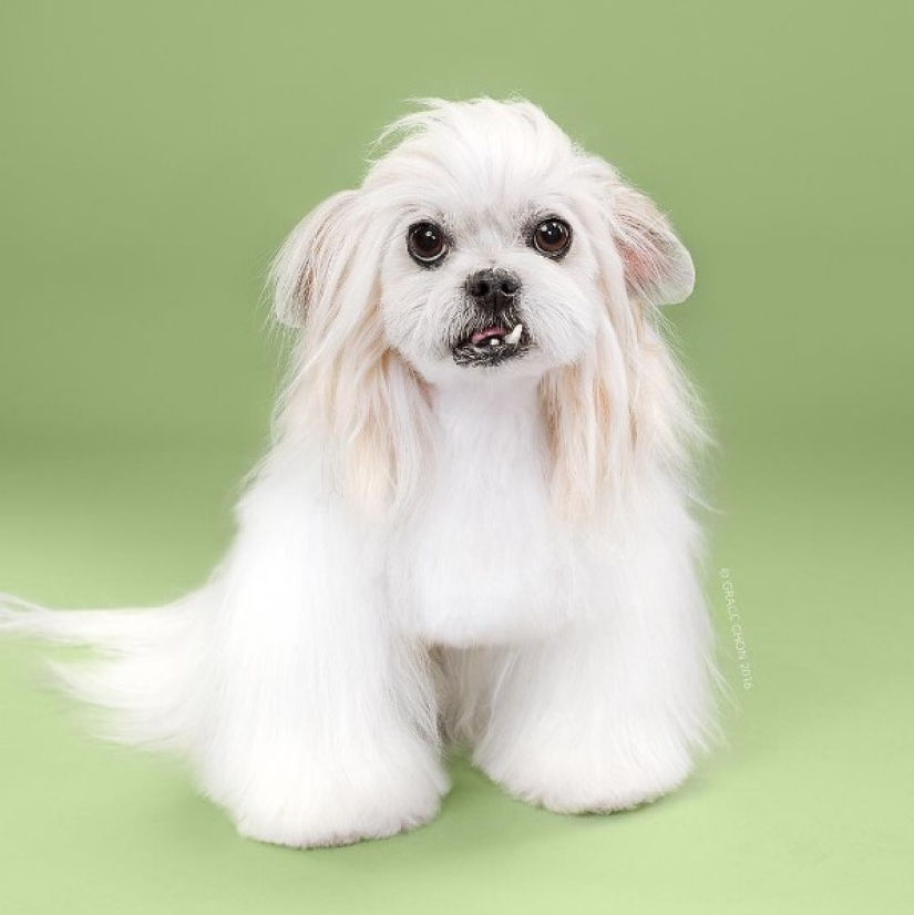 ¡Estos perros de moda quedan simplemente irreconocibles después de un corte de pelo!