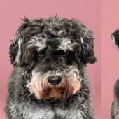 ¡Estos perros de moda quedan simplemente irreconocibles después de un corte de pelo!