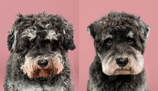 ¡Estos perros de moda quedan simplemente irreconocibles después de un corte de pelo!