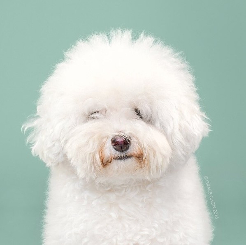 ¡Estos perros de moda quedan simplemente irreconocibles después de un corte de pelo!