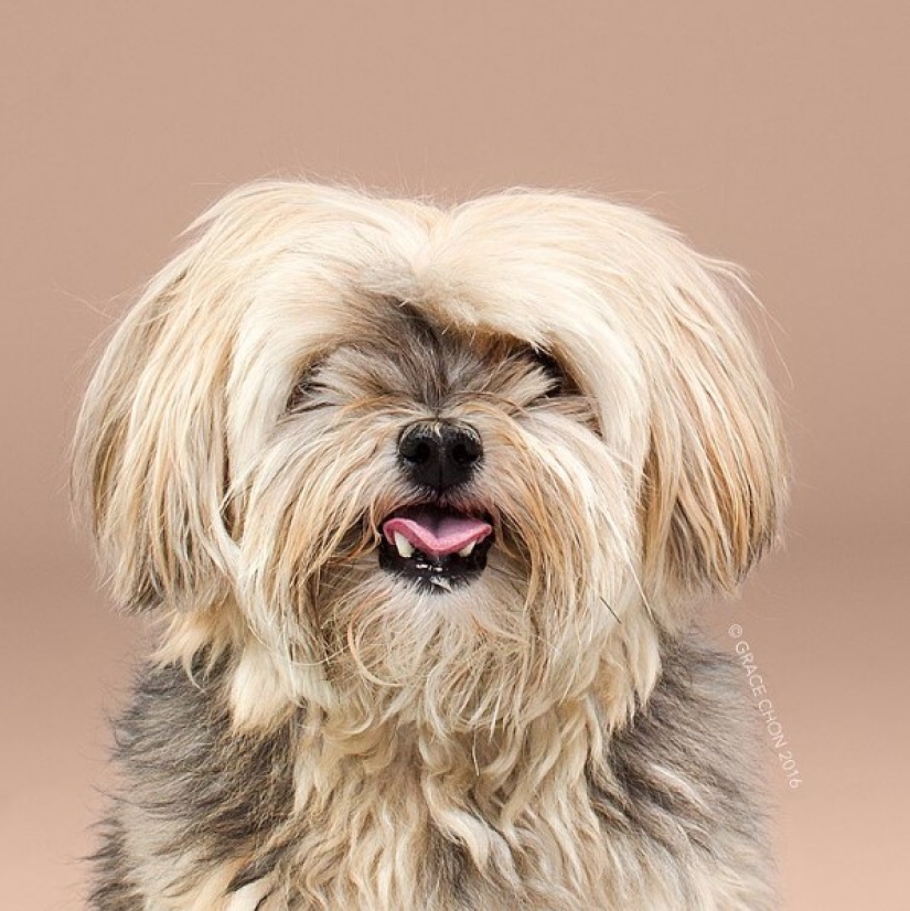 ¡Estos perros de moda quedan simplemente irreconocibles después de un corte de pelo!