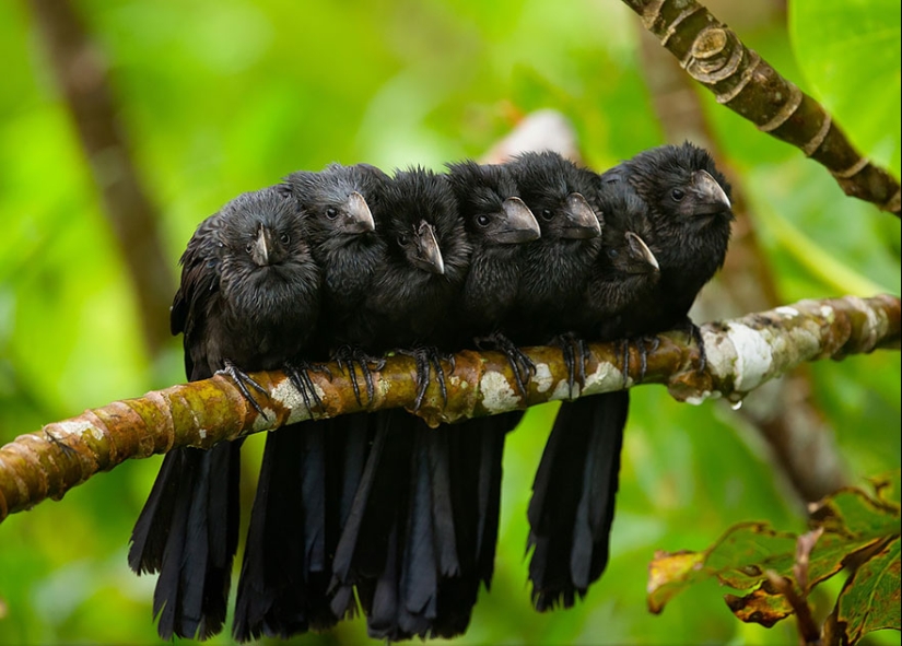 ¡Estos pájaros saben cómo abrazarse!