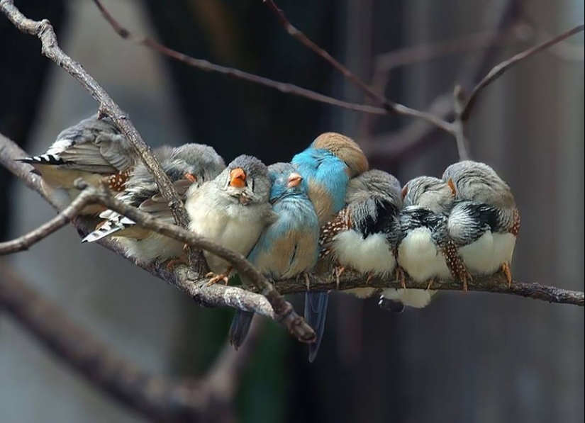 ¡Estos pájaros saben cómo abrazarse!