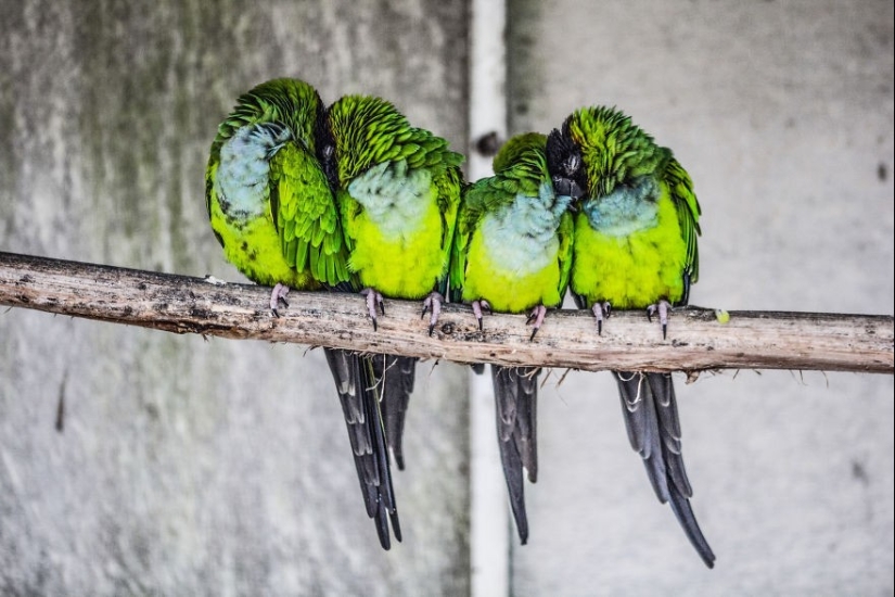 ¡Estos pájaros saben cómo abrazarse!