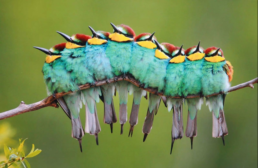 ¡Estos pájaros saben cómo abrazarse!