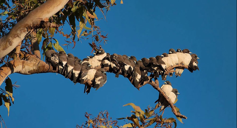 ¡Estos pájaros saben cómo abrazarse!