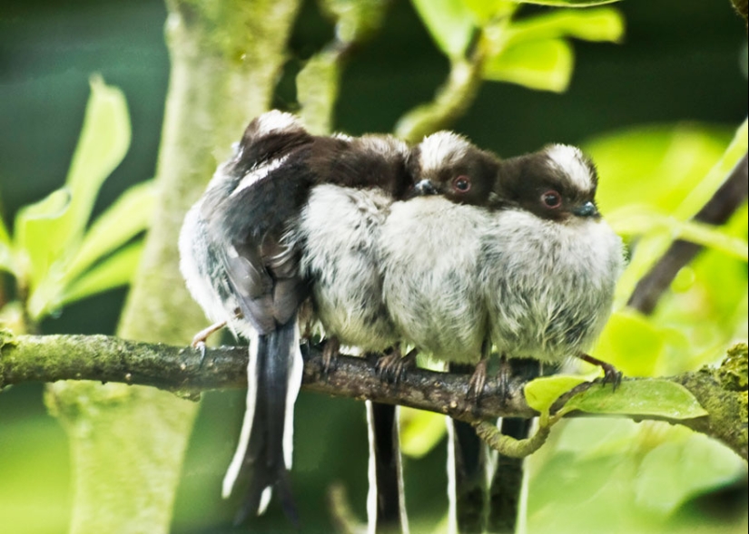 ¡Estos pájaros saben cómo abrazarse!