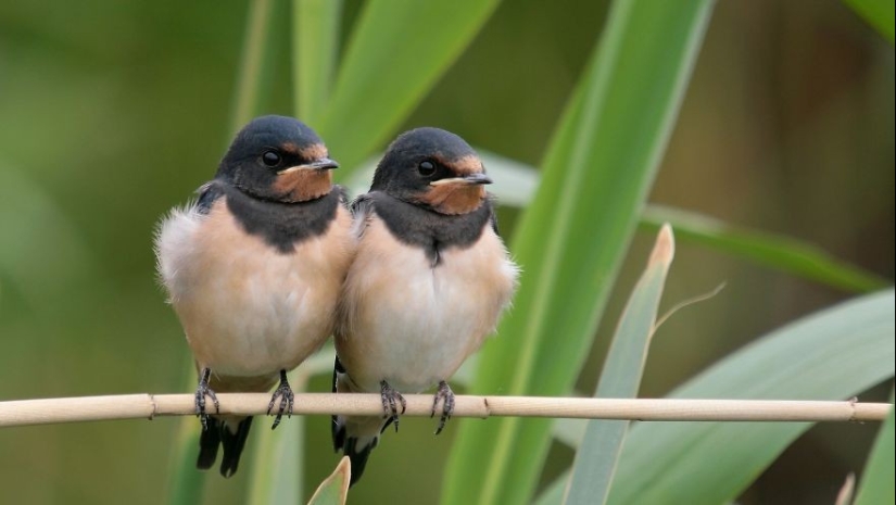 ¡Estos pájaros saben cómo abrazarse!