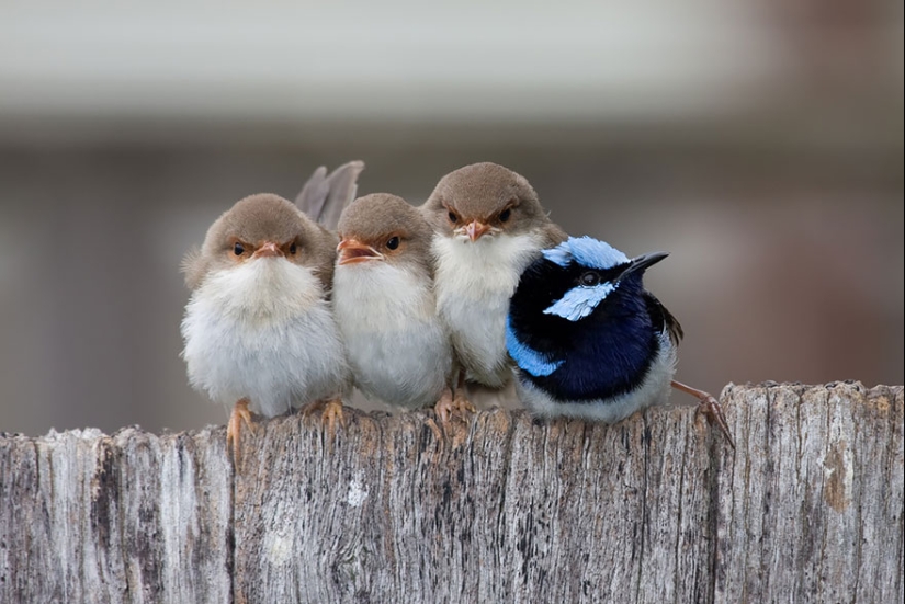 ¡Estos pájaros saben cómo abrazarse!