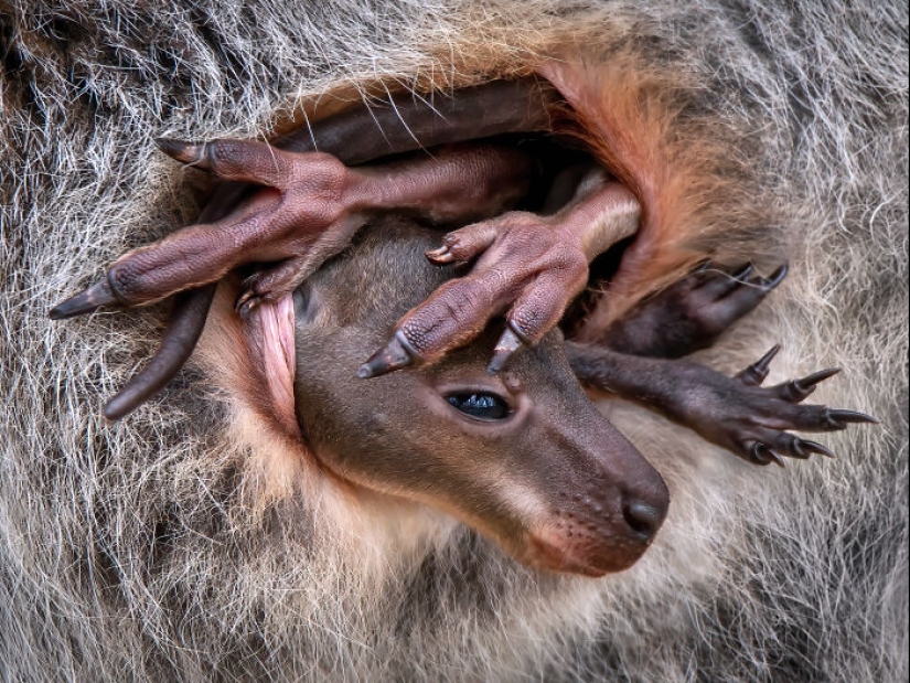 Estos son los ganadores de los premios al fotógrafo de primeros planos del año