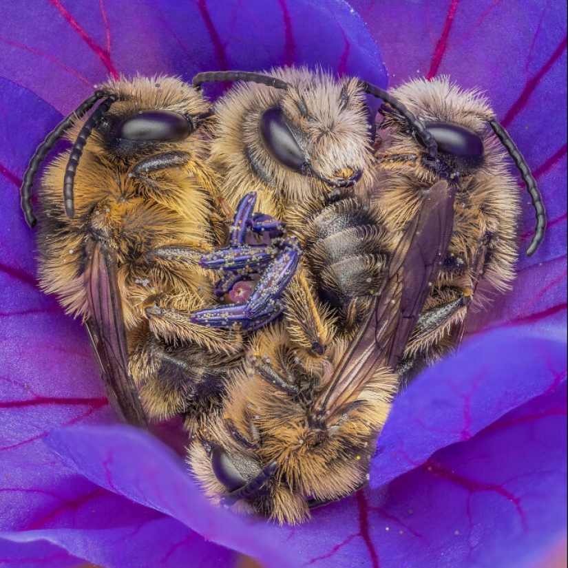 Estos son los ganadores de los premios al fotógrafo de primeros planos del año