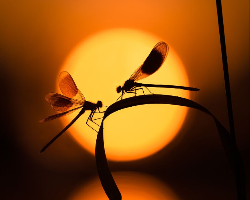 Estos son los ganadores de los premios al fotógrafo de primeros planos del año