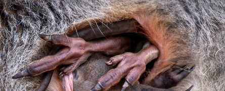 Estos son los ganadores de los premios al fotógrafo de primeros planos del año