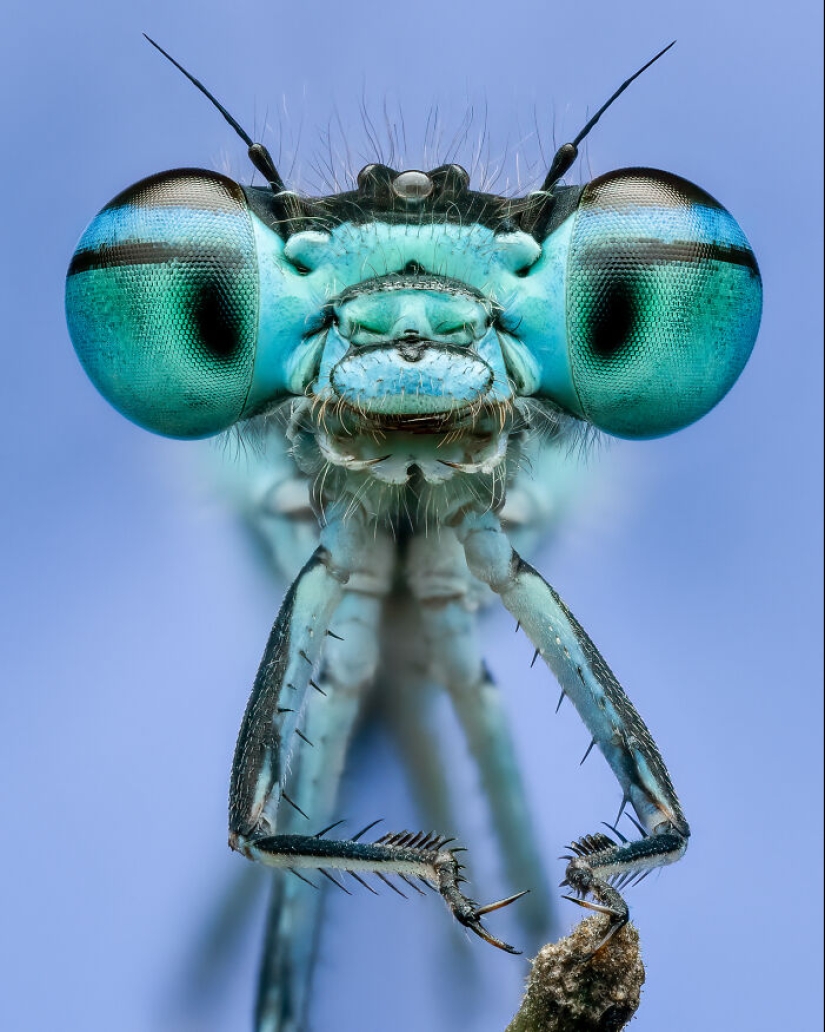 Estos son los ganadores de los premios al fotógrafo de primeros planos del año