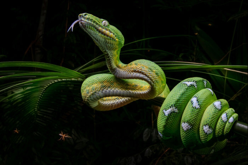 Estos son los ganadores de los premios al fotógrafo de primeros planos del año