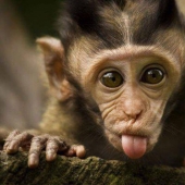 Even primates know how to behave with girls! 14 gifs to prove it