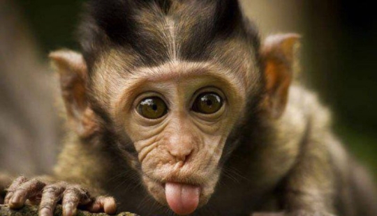 Even primates know how to behave with girls! 14 gifs to prove it