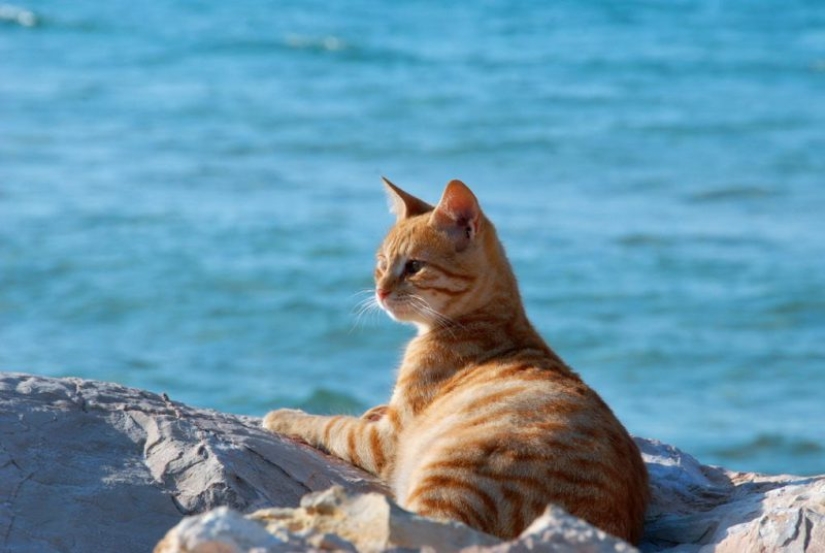 Even they're on vacation and you don't: photos of seals that will cause envy