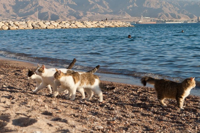 Even they're on vacation and you don't: photos of seals that will cause envy