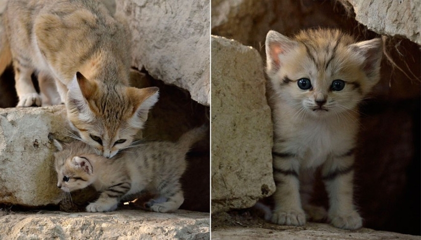 Even when they grow up, these cats look like kittens. And their kittens also look like kittens