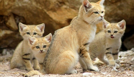 Even when they grow up, these cats look like kittens. And their kittens also look like kittens