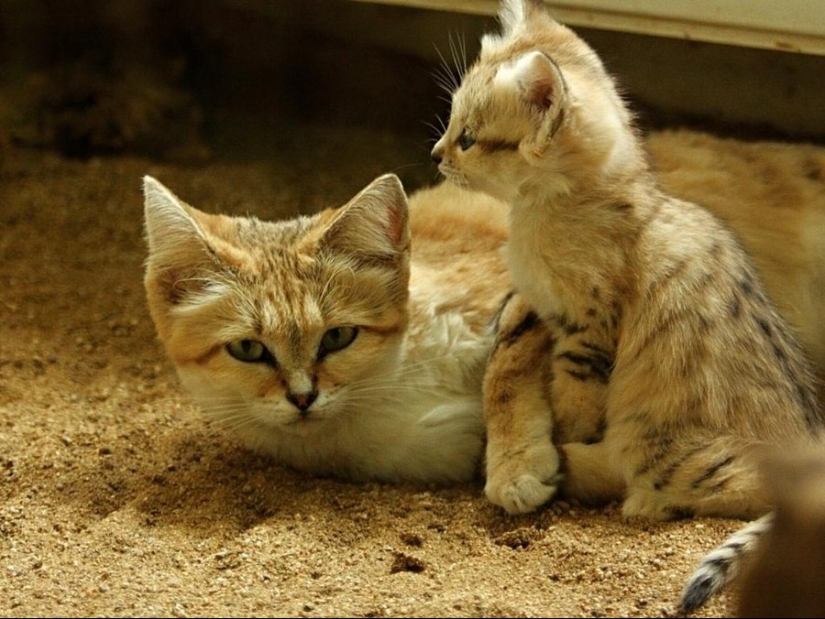 Even when they grow up, these cats look like kittens. And their kittens also look like kittens