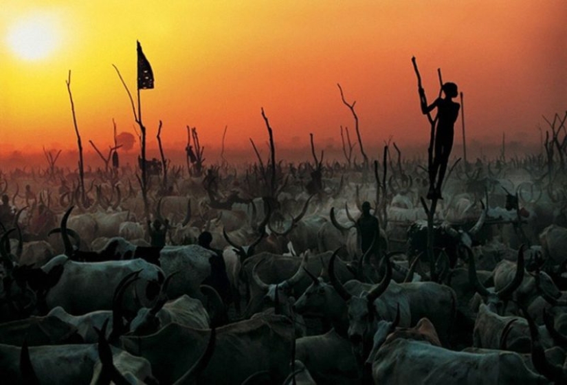 Everyday life of the Dinka people of Africa: women who do not recognize clothes, defeated cancer and buffaloes