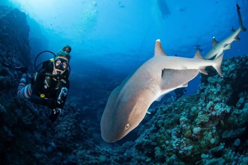 Everyone calls her the pictures with photoshop, but they are real: amazing footage of a diver and the underwater world