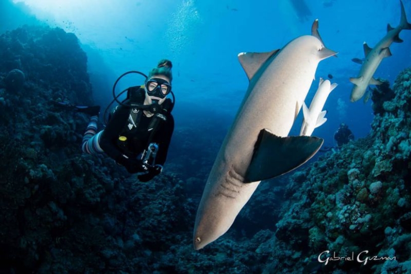 Everyone calls her the pictures with photoshop, but they are real: amazing footage of a diver and the underwater world