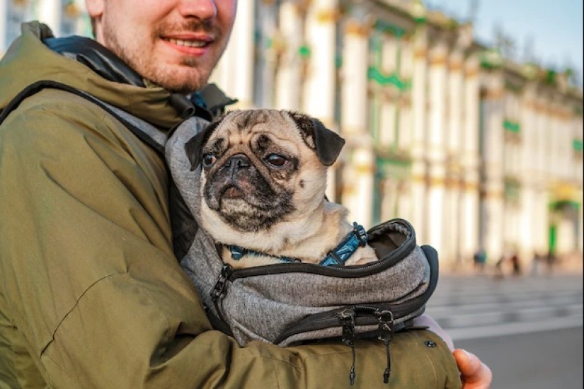 Everything You Need to Know about Traveling with Animals