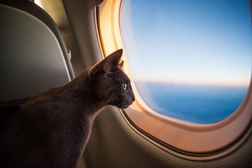 Everything You Need to Know about Traveling with Animals