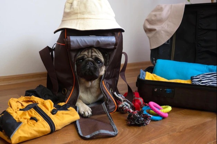 Everything You Need to Know about Traveling with Animals