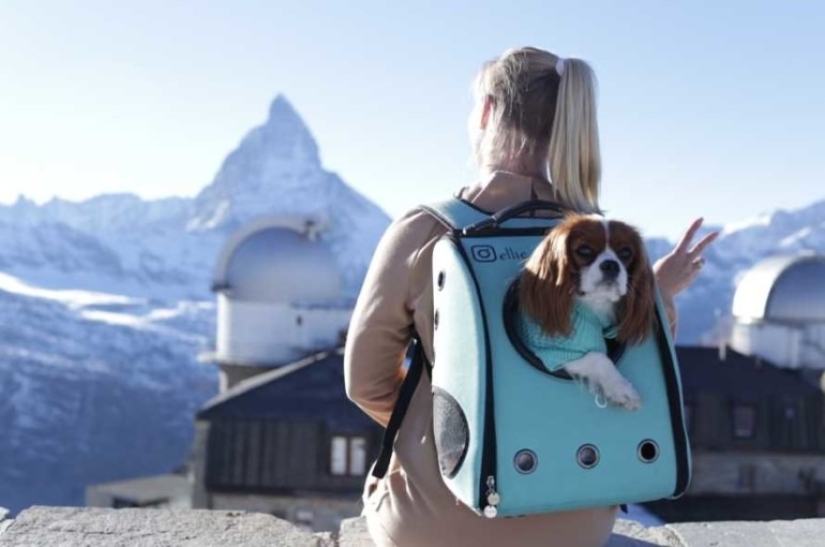 Everything You Need to Know about Traveling with Animals