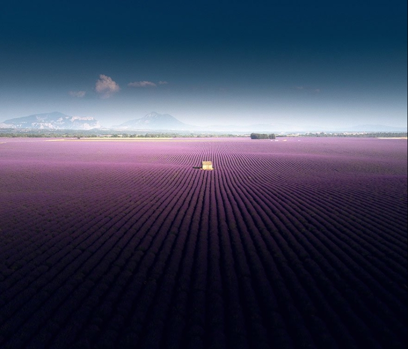 Evocando la calma y el sueño: fotos de los campos de lavanda en el Sur de Francia