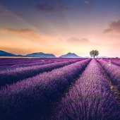 Evocando la calma y el sueño: fotos de los campos de lavanda en el Sur de Francia