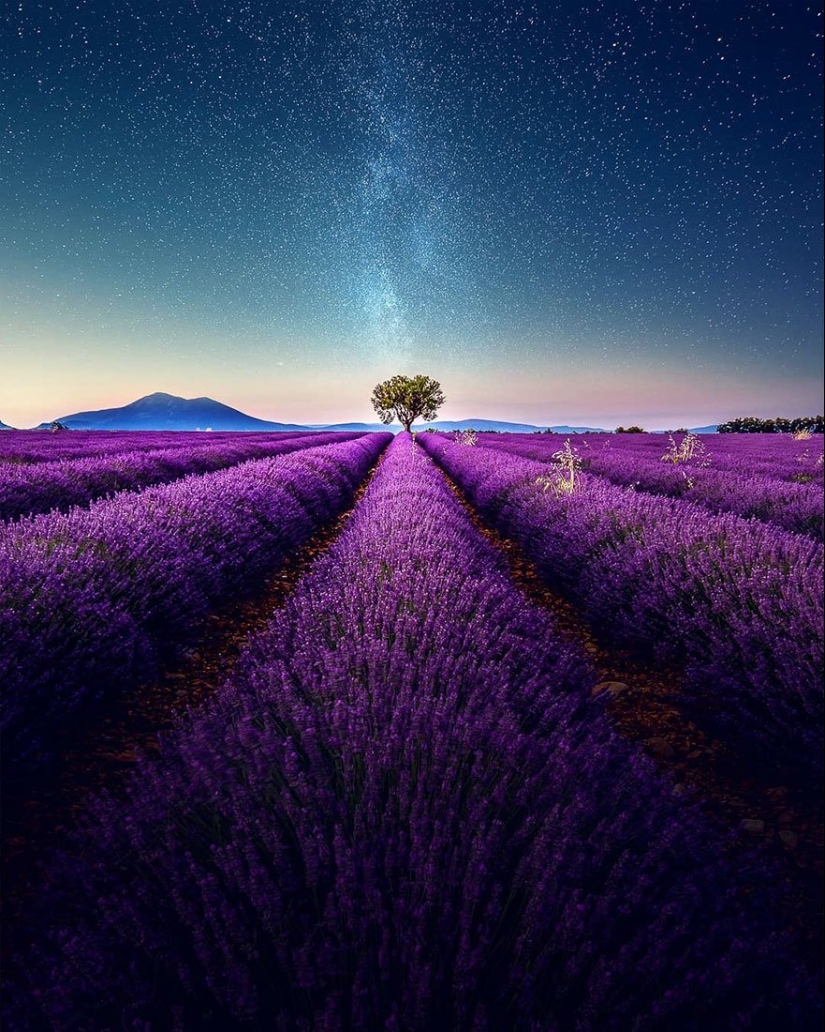 Evocando la calma y el sueño: fotos de los campos de lavanda en el Sur de Francia