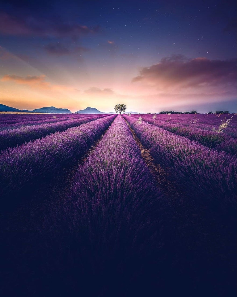 Evocando la calma y el sueño: fotos de los campos de lavanda en el Sur de Francia