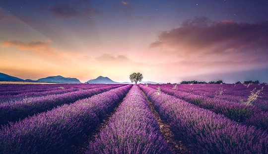 Evocando la calma y el sueño: fotos de los campos de lavanda en el Sur de Francia