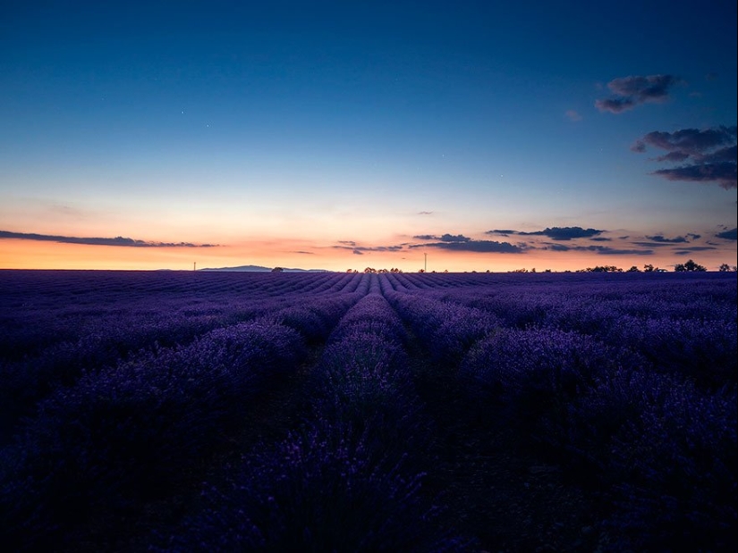 Evocando la calma y el sueño: fotos de los campos de lavanda en el Sur de Francia