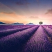 Evoking calm and sleep: photos of lavender fields in the South of France